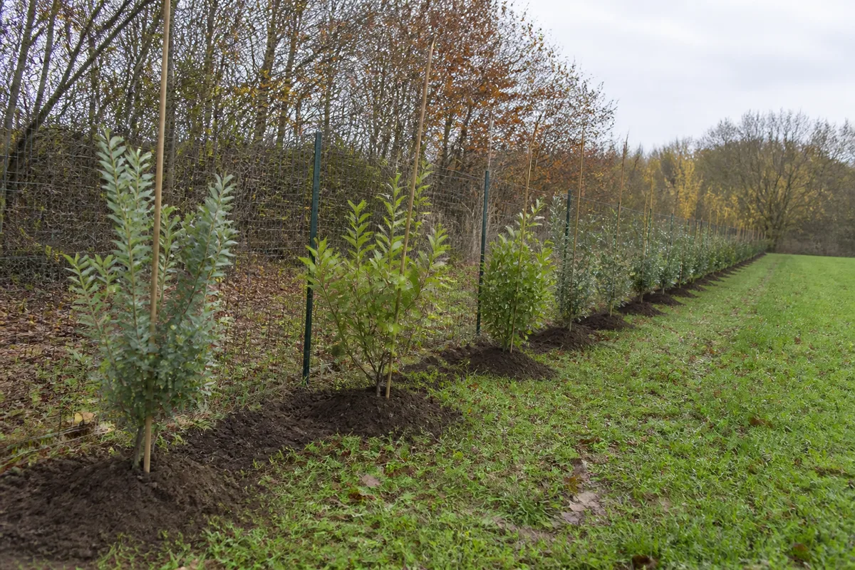 Jeune haie mixte fraîchement plantée le long d’une clôture de jardin