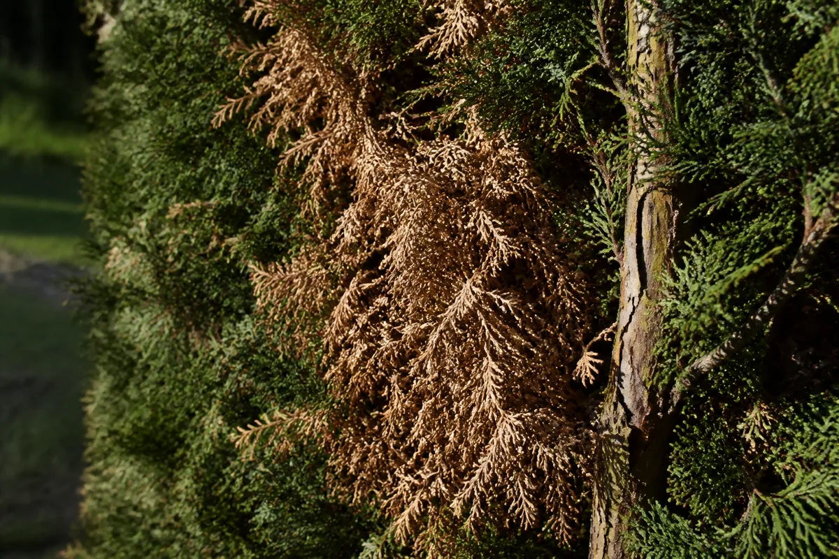 Rameaux de conifère brunis et clairsemés dans une haie ancienne