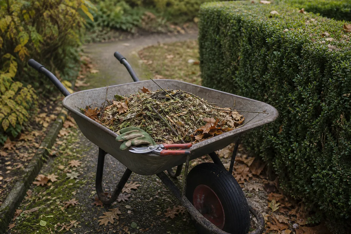 Tas de broyat de branches et feuilles mortes rassemblés dans une brouette près d&rsquo;une haie de jardin